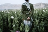 A man walking in the poppy fields and holding a rosary, called a âtasbihâ in his hands. Badakhshan From Unordinary Lives series, Afghanistan 2003-2009